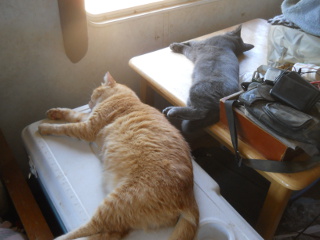 William & Mimi Lying on the Cooler & Table