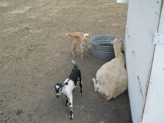 New Goat Kid Does Adeline and Nellie Next to Winnie