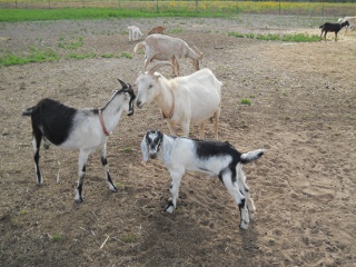 New 2012 Goat Buck Obie