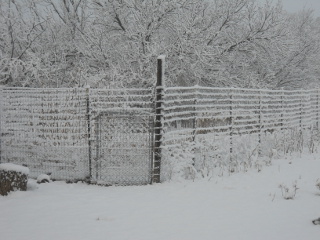 Snowy Garden