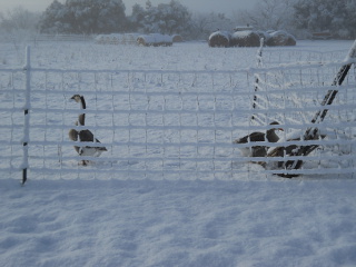 Geese in Snow
