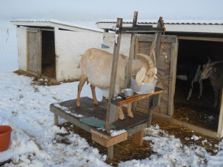 Milking Goats in Snow