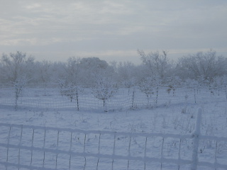 Snow on Orchard Trees